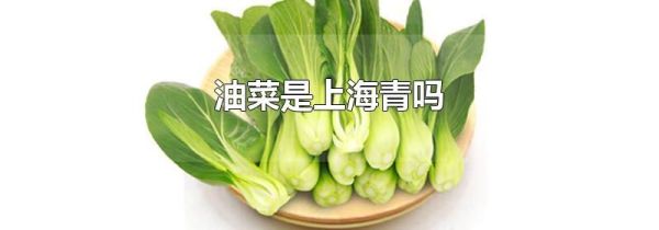 油菜是上海青吗