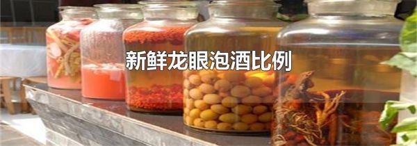 新鲜龙眼泡酒比例
