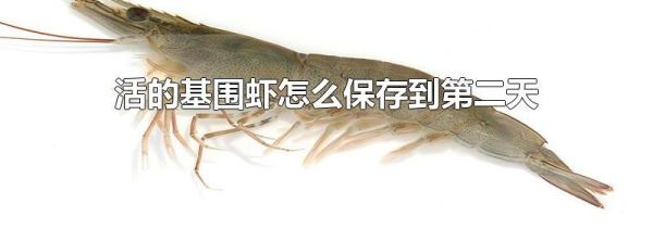 活的基围虾怎么保存到第二天