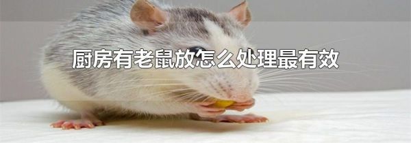 厨房有老鼠放怎么处理最有效