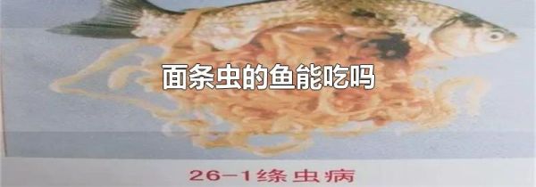 面条虫的鱼能吃吗
