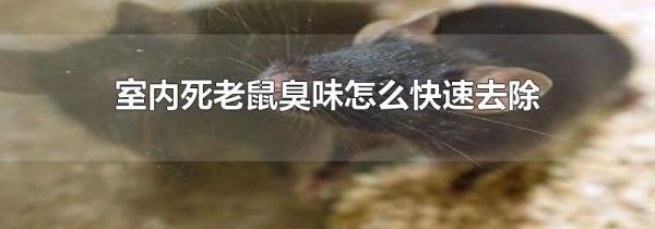 室内死老鼠臭味怎么快速去除