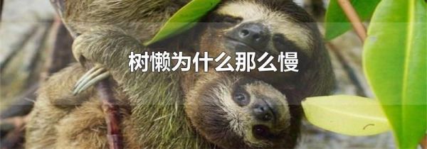 树懒为什么那么慢