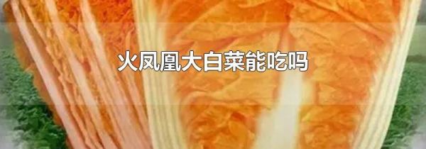 火凤凰大白菜能吃吗
