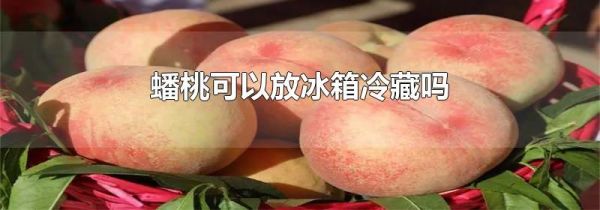 蟠桃可以放冰箱冷藏吗