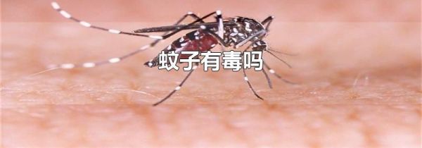 蚊子有毒吗