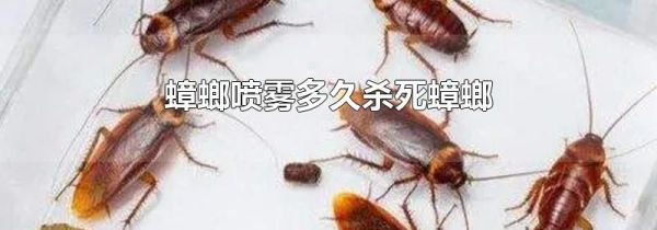 蟑螂喷雾多久杀死蟑螂