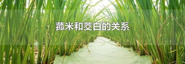 菰米和茭白的关系