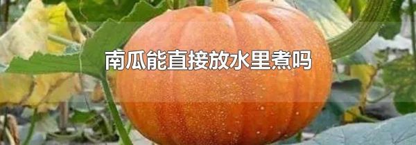 南瓜能直接放水里煮吗