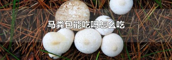 马粪包能吃吗怎么吃