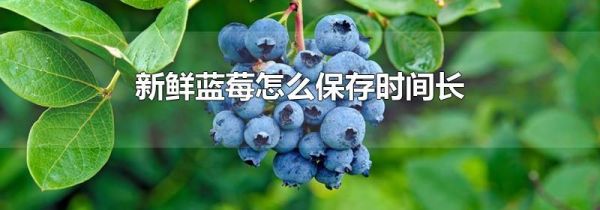 新鲜蓝莓怎么保存时间长
