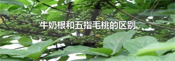 牛奶根和五指毛桃的区别