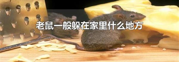 老鼠一般躲在家里什么地方