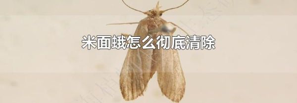 米面蛾怎么彻底清除