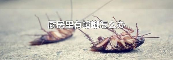 厨房里有蟑螂怎么办