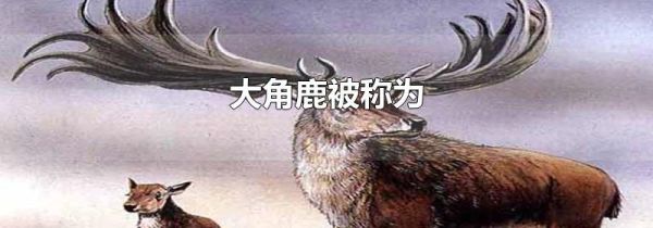 大角鹿被称为