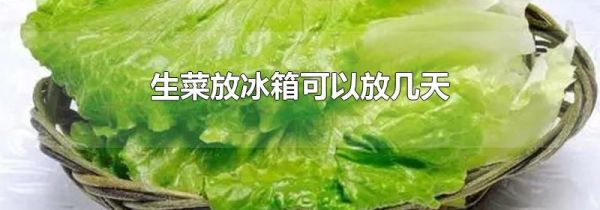 生菜放冰箱可以放几天