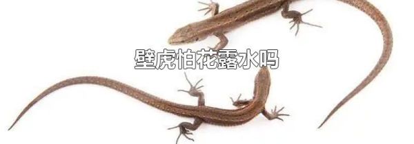 壁虎怕花露水吗