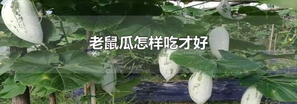 老鼠瓜怎样吃才好