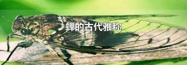蝉的古代雅称