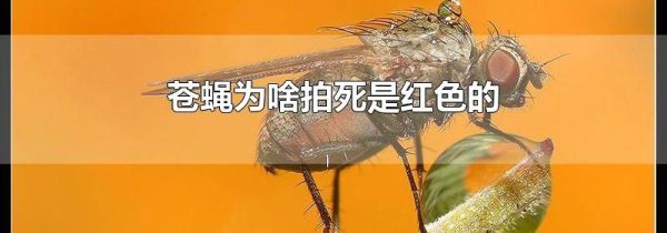 苍蝇为啥拍死是红色的