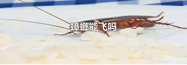 蟑螂能飞吗