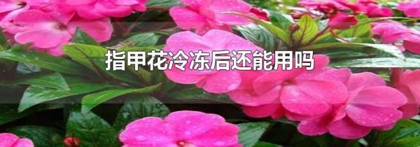 指甲花冷冻后还能用吗