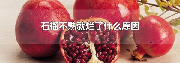 石榴不熟就烂了什么原因