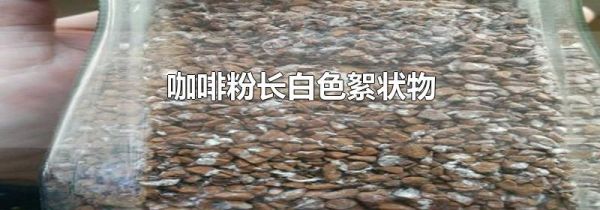 咖啡粉长白色絮状物