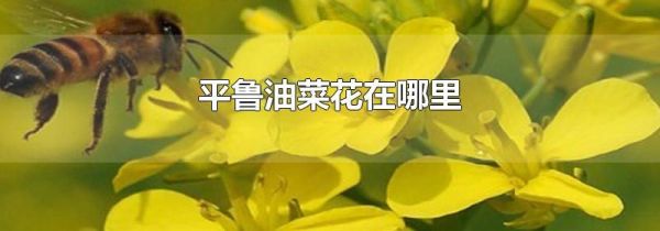 平鲁油菜花在哪里