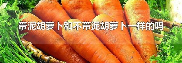带泥胡萝卜和不带泥胡萝卜一样的吗