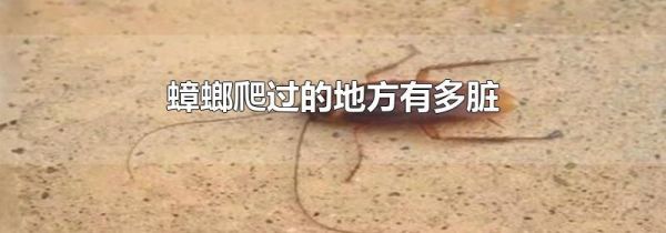 蟑螂爬过的地方有多脏