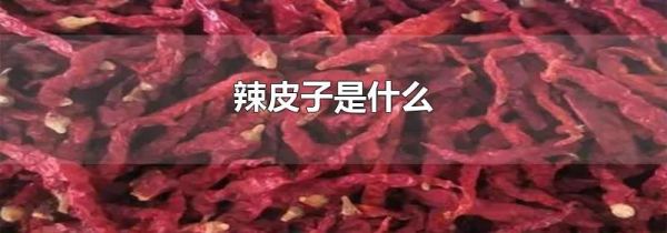 辣皮子是什么