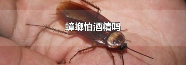 蟑螂怕酒精吗