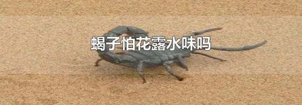 蝎子怕花露水味吗