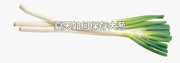 夏天如何保存大葱
