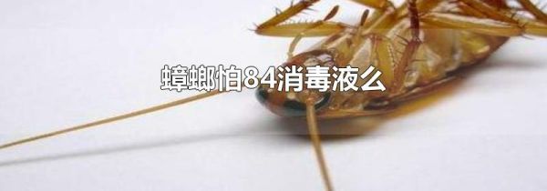蟑螂怕84消毒液么