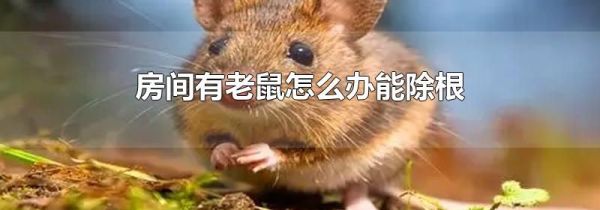 房间有老鼠怎么办能除根
