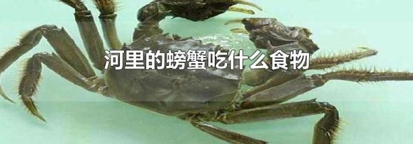 河里的螃蟹吃什么食物