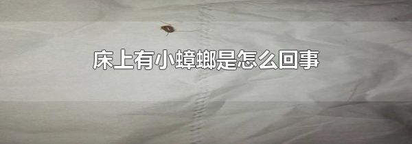 床上有小蟑螂是怎么回事