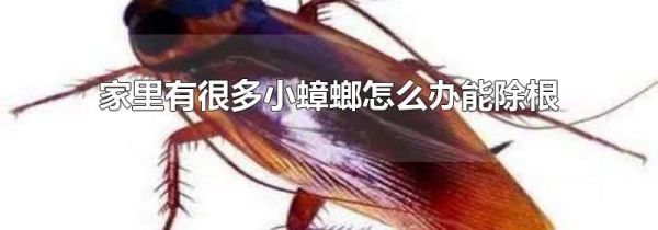 家里有很多小蟑螂怎么办能除根