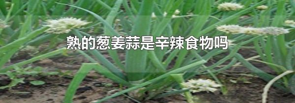 熟的葱姜蒜是辛辣食物吗
