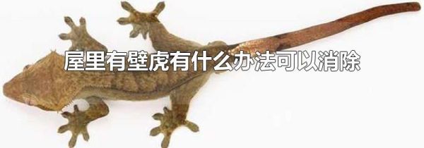 屋里有壁虎有什么办法可以消除
