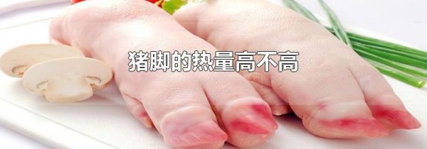 猪脚的热量高不高