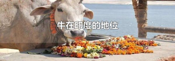 牛在印度的地位