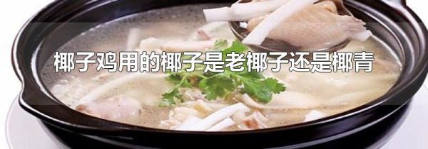 椰子鸡用的椰子是老椰子还是椰青