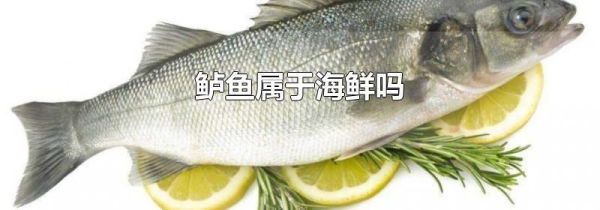 鲈鱼属于海鲜吗