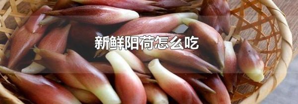 新鲜阳荷怎么吃
