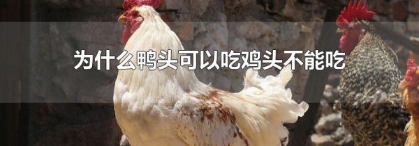 为什么鸭头可以吃鸡头不能吃