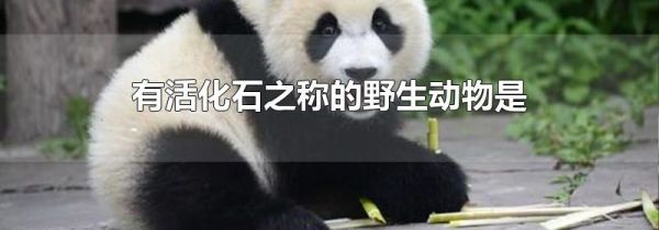 有活化石之称的野生动物是